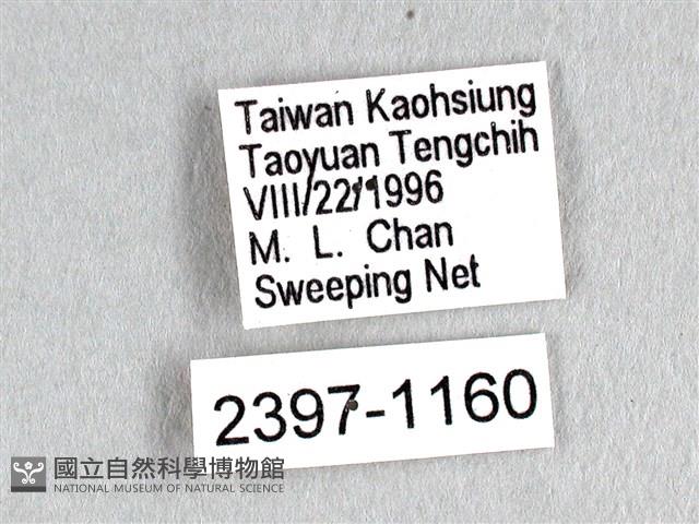 花鳳蝶、無尾鳳蝶藏品圖，第3張