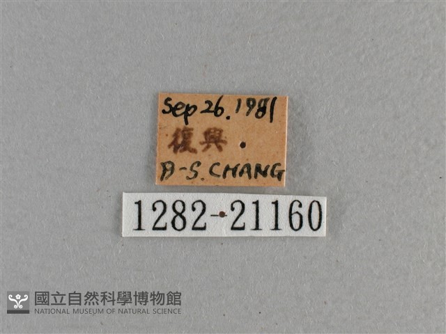 臺灣斑眼蝶藏品圖，第3張