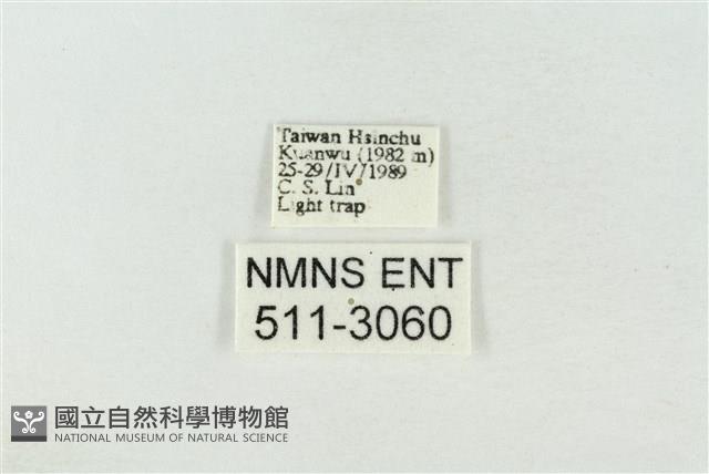 連珠波紋蛾藏品圖，第3張