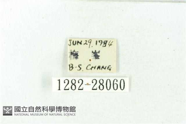 赭新污燈蛾藏品圖，第3張