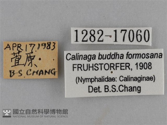 臺灣絹蛺蝶藏品圖，第3張