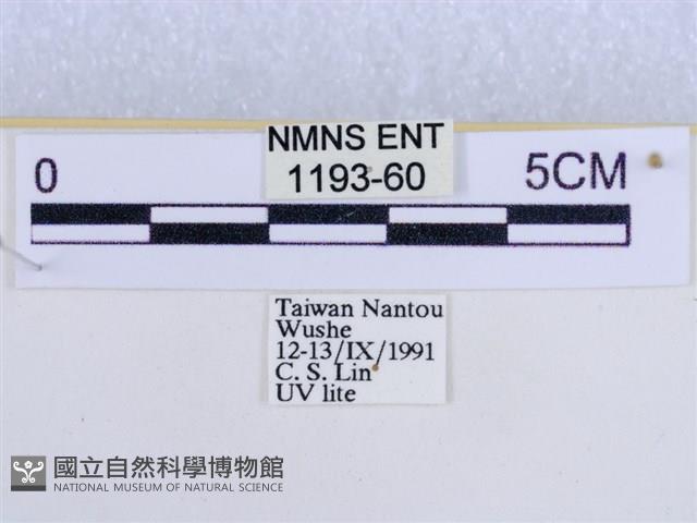 後凸蝶燈蛾藏品圖，第3張