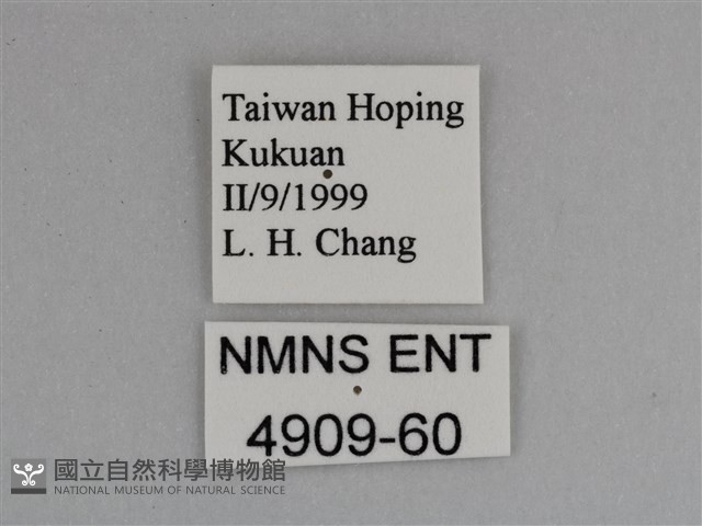 豔粉蝶藏品圖，第3張