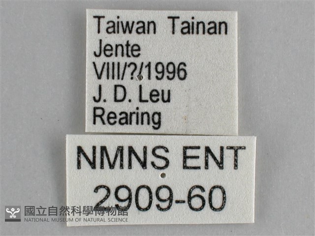 眼蛺蝶、孔雀蛺蝶藏品圖，第3張