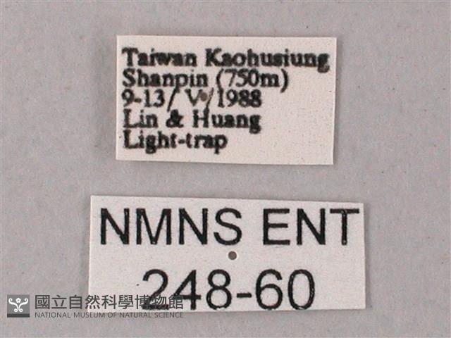 藏斜紋天蛾藏品圖，第3張