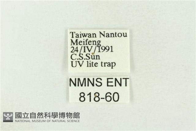 棍棒污燈蛾藏品圖，第3張