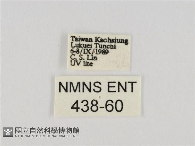 後凸蝶燈蛾藏品圖，第3張