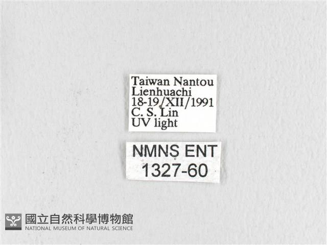 波紋枯葉蛾藏品圖，第3張