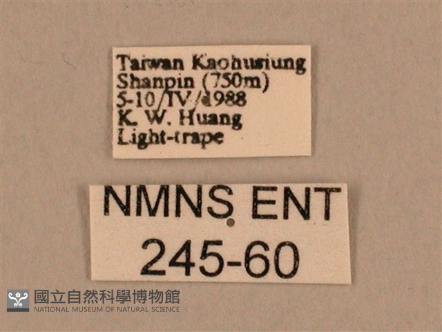 棕綠背線天蛾藏品圖，第3張