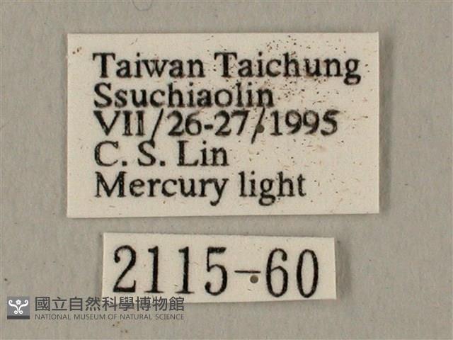 半緣缺角天蛾藏品圖，第3張