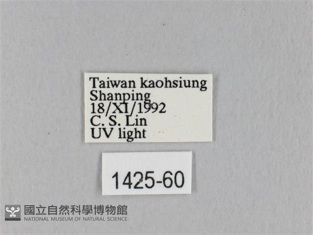 竹黃斜帶枯葉蛾藏品圖，第3張