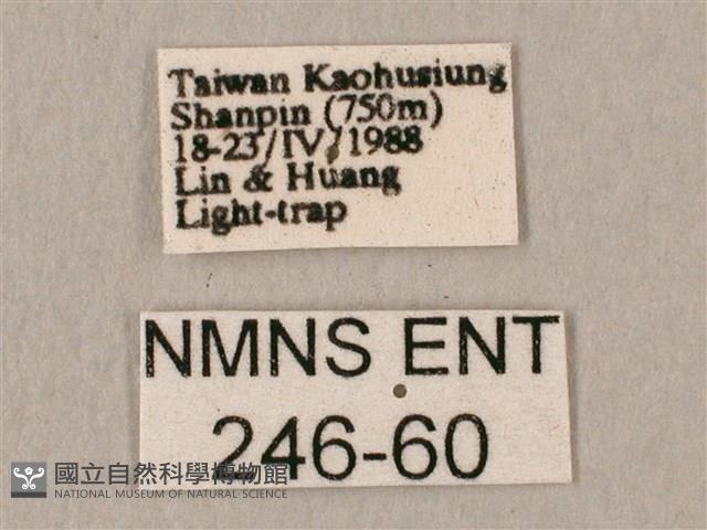 斜帶天蛾藏品圖，第3張