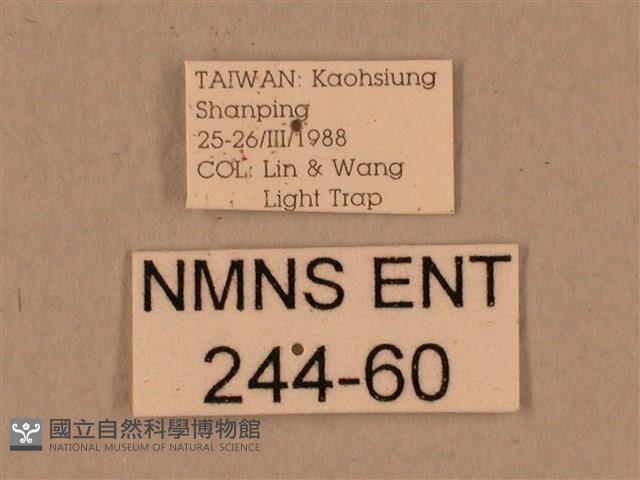 背中白天蛾藏品圖，第3張