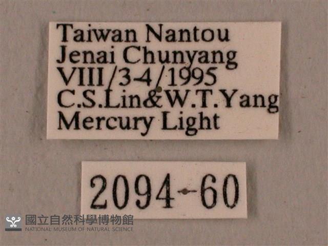 廣東鷹翅天蛾藏品圖，第3張