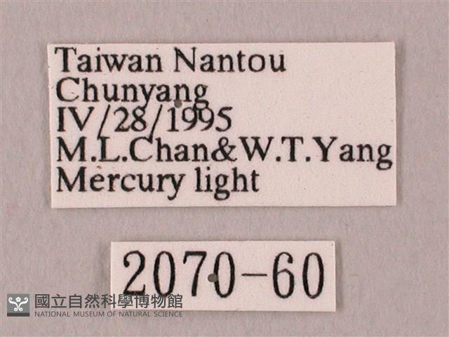 栗六點天蛾藏品圖，第3張