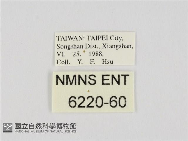 小黃星弄蝶藏品圖，第3張