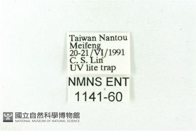 赭新污燈蛾藏品圖，第3張