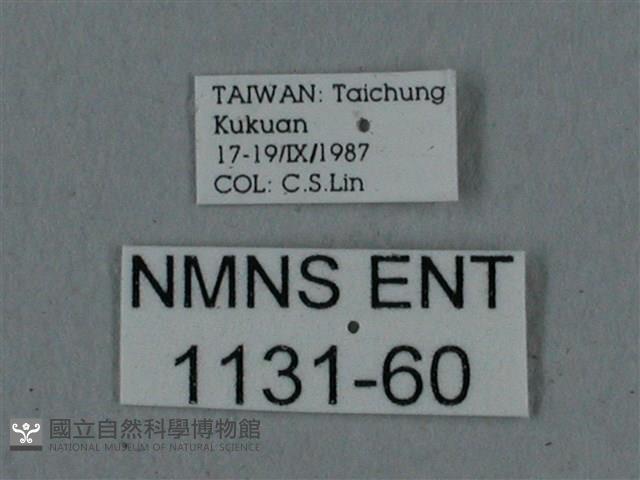 廣東鷹翅天蛾藏品圖，第3張