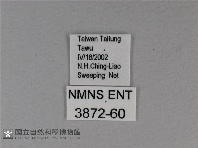白裳貓蛺蝶藏品圖，第3張