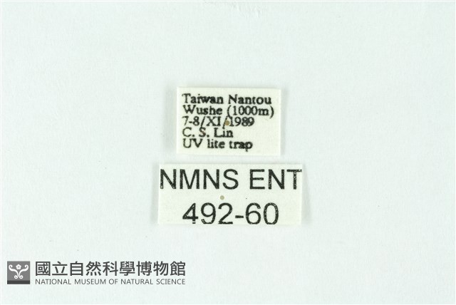 三色豔苔蛾藏品圖，第3張
