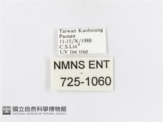 蓬萊茶斑蛾藏品圖，第3張