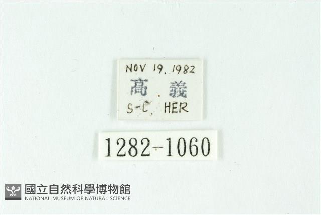 三色豔苔蛾藏品圖，第3張