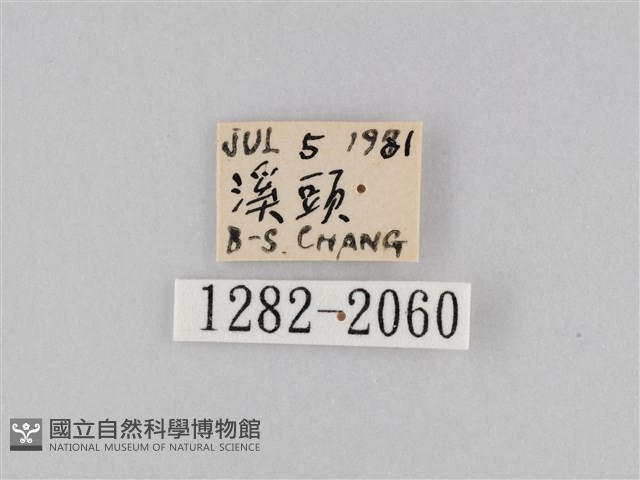 橙擬燈蛾藏品圖，第3張