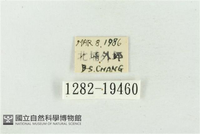 大斑波紋蛾藏品圖，第3張