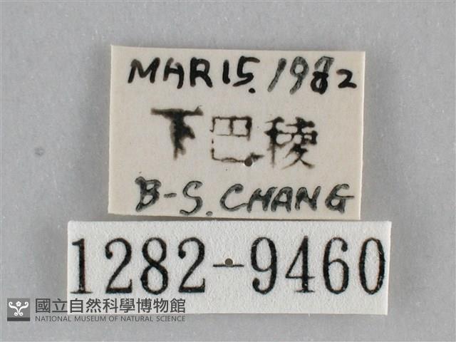 澄線尺蛾藏品圖，第3張