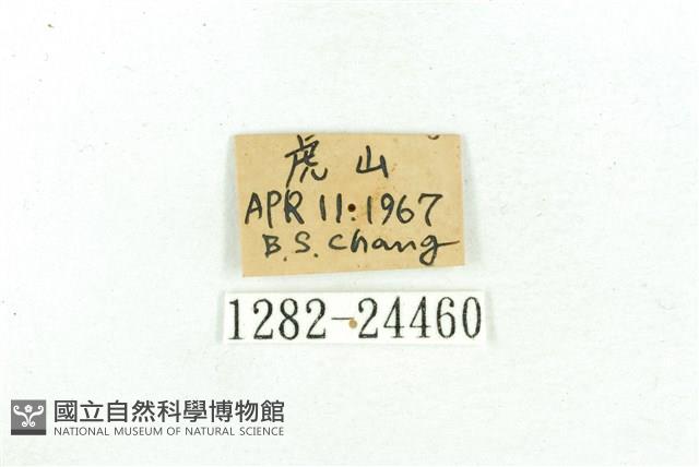 乳白斑燈蛾藏品圖，第3張