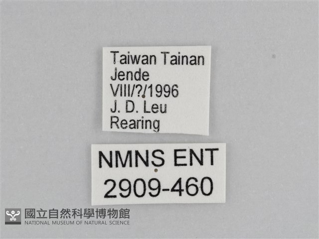 樺斑蝶藏品圖，第3張