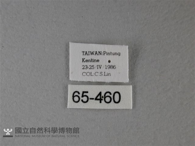 大白斑蝶藏品圖，第3張