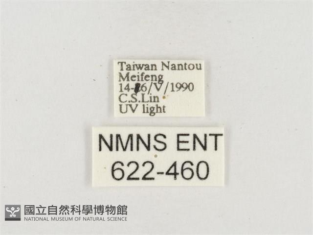 小白紋毒蛾藏品圖，第3張