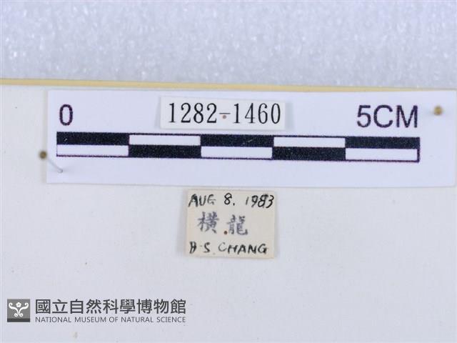 閃光苔蛾藏品圖，第3張