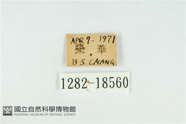 東方喙蝶藏品圖，第3張