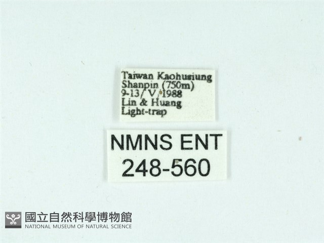 長腳大織蛾藏品圖，第3張