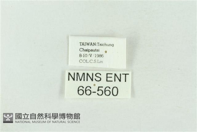 基黃綠刺蛾藏品圖，第3張