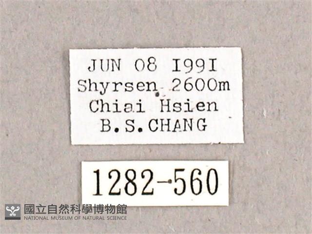 枯球籮紋蛾藏品圖，第3張