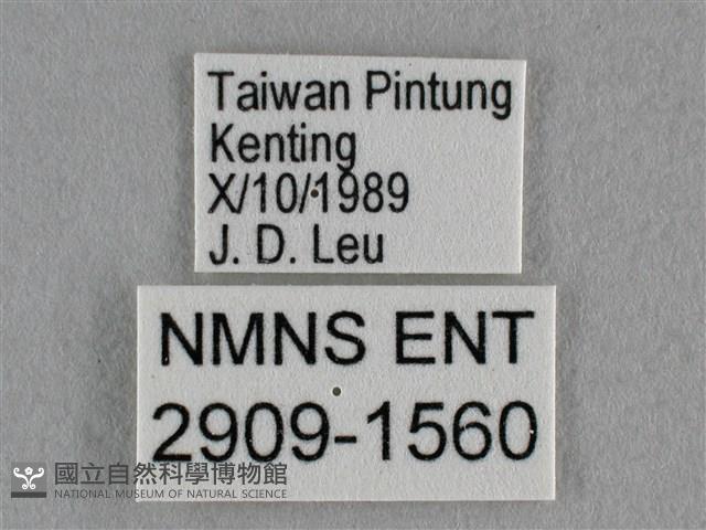 雅波灰蝶藏品圖，第3張