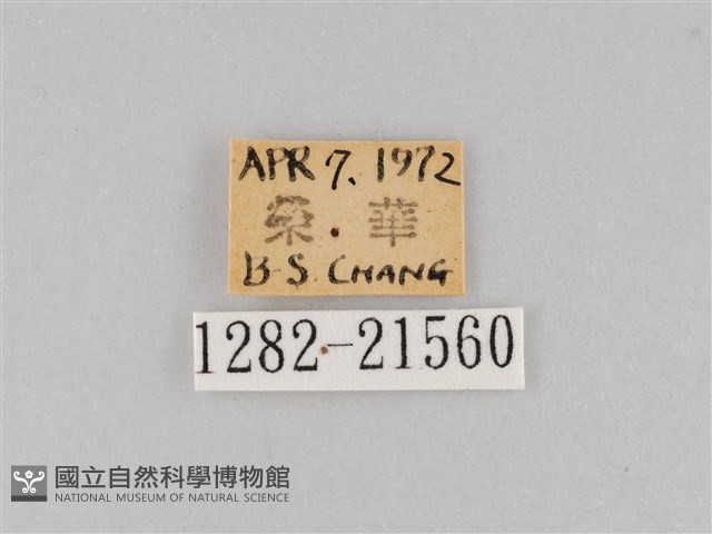大波眼蝶藏品圖，第3張