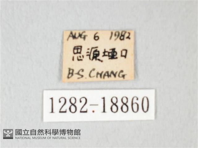 淡青雅波灰蝶藏品圖，第3張