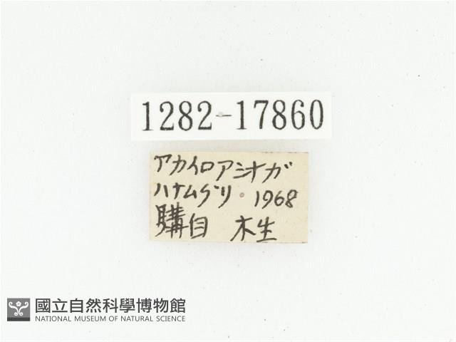 血紅虎斑花金龜藏品圖，第2張