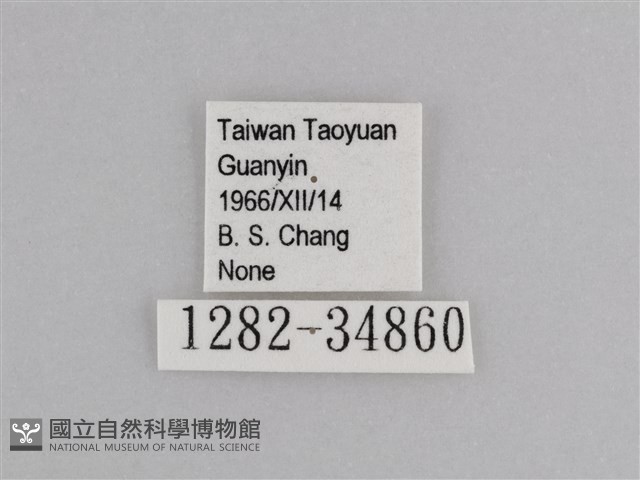 樺斑蝶藏品圖，第3張