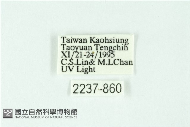 三條橙燈蛾藏品圖，第3張