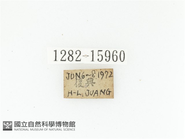 臺灣長鬚金龜藏品圖，第2張