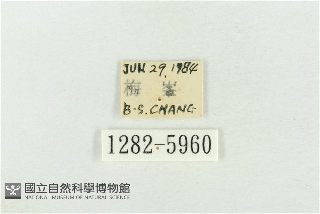臺灣銀斑異波紋蛾藏品圖，第3張