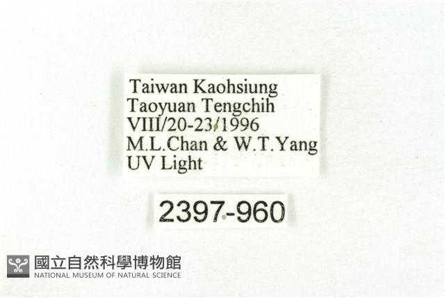 樹形尺蛾藏品圖，第3張