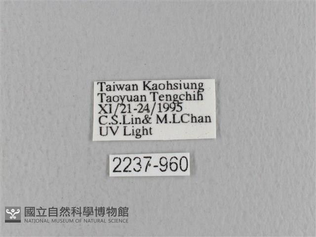 青枯葉蛾藏品圖，第3張