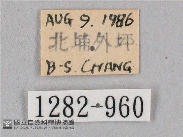 黑角六點天蛾藏品圖，第3張