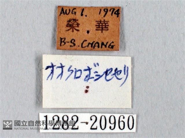 臺灣瑟弄蝶藏品圖，第3張